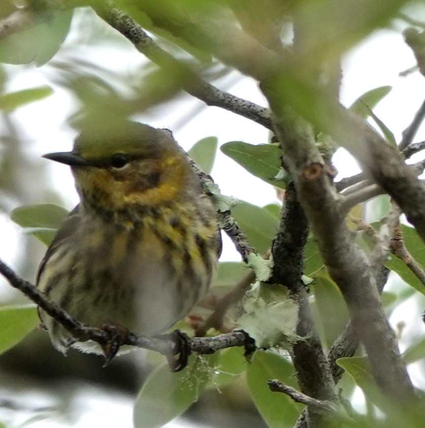 Cape May Warbler - ML619277459