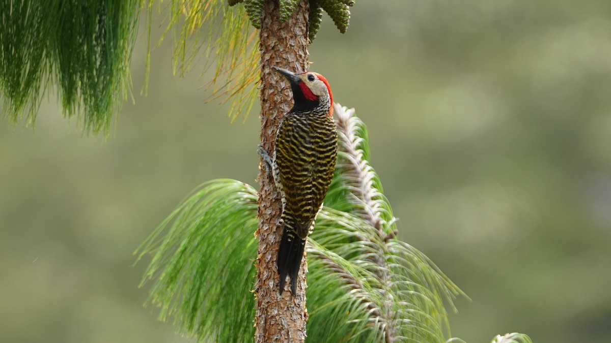 Black-necked Woodpecker - ML619277519