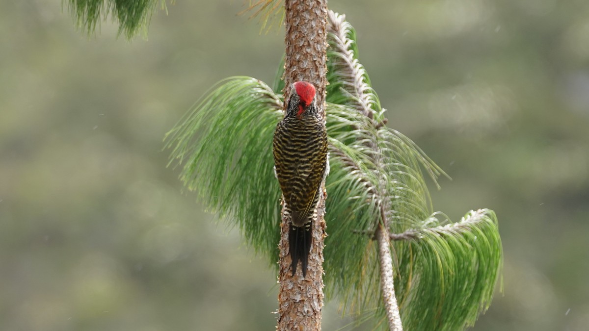Black-necked Woodpecker - ML619277521