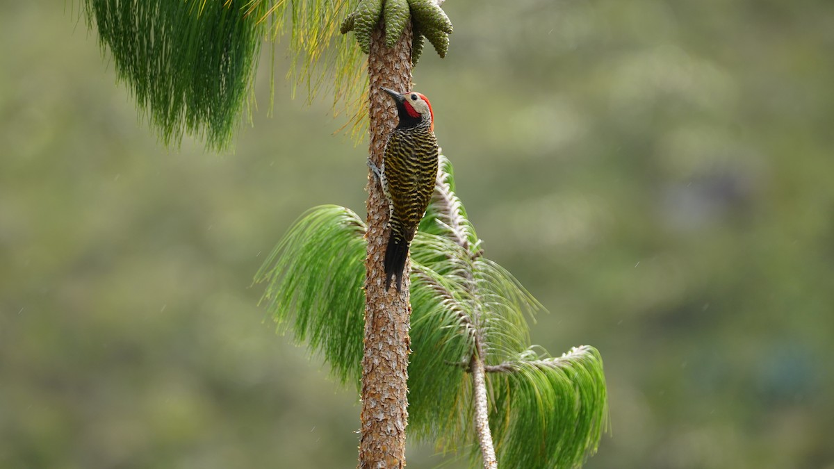 Black-necked Woodpecker - ML619277522