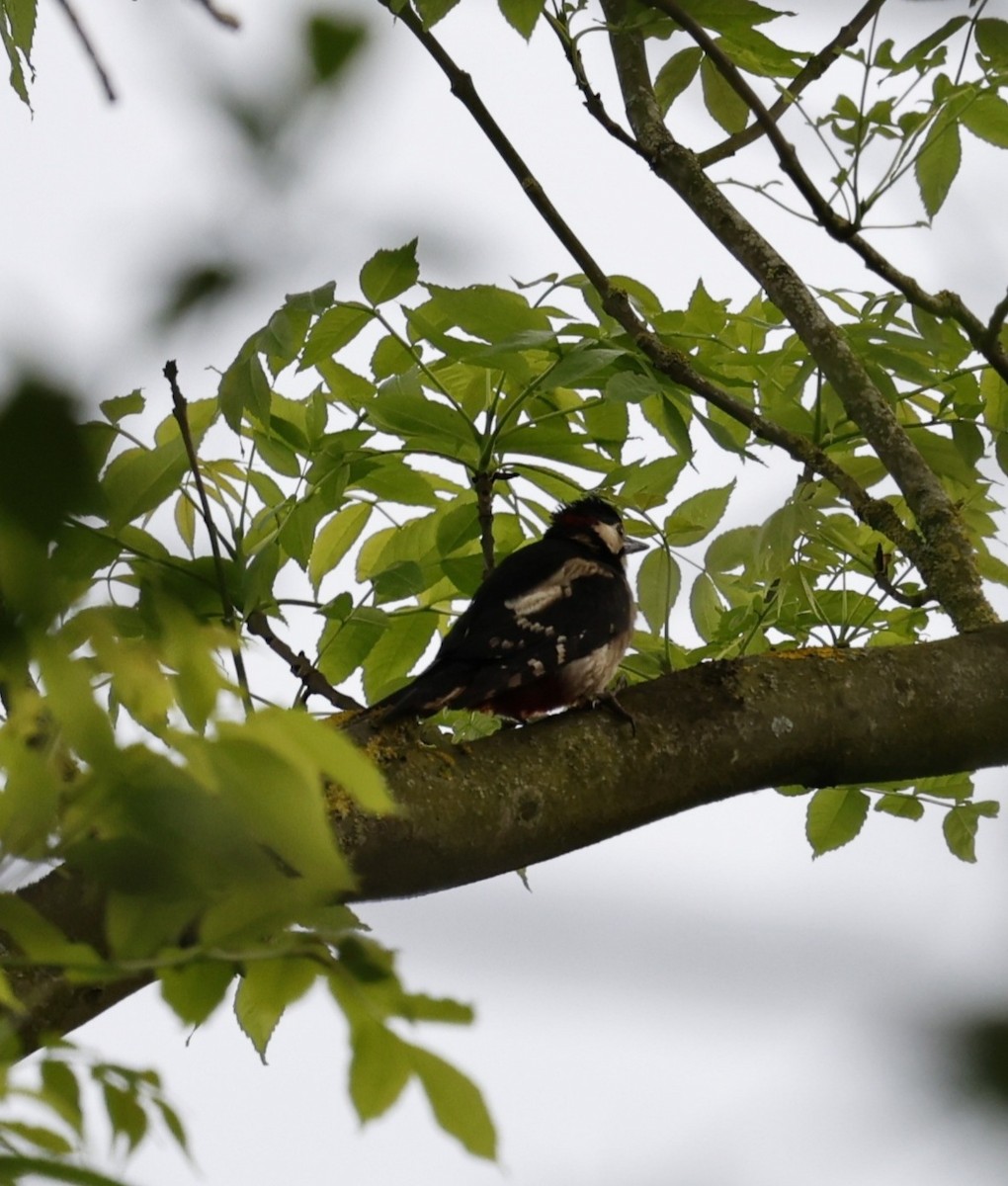 Great Spotted Woodpecker - ML619277544