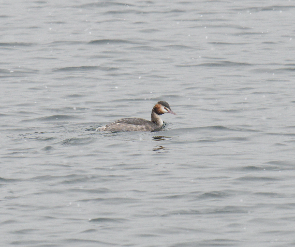 Great Crested Grebe - ML619277592