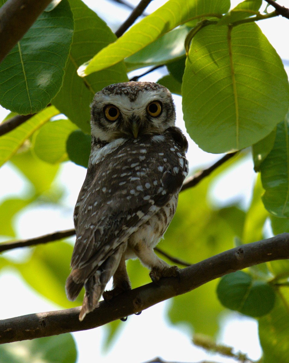 Spotted Owlet - ML619277611