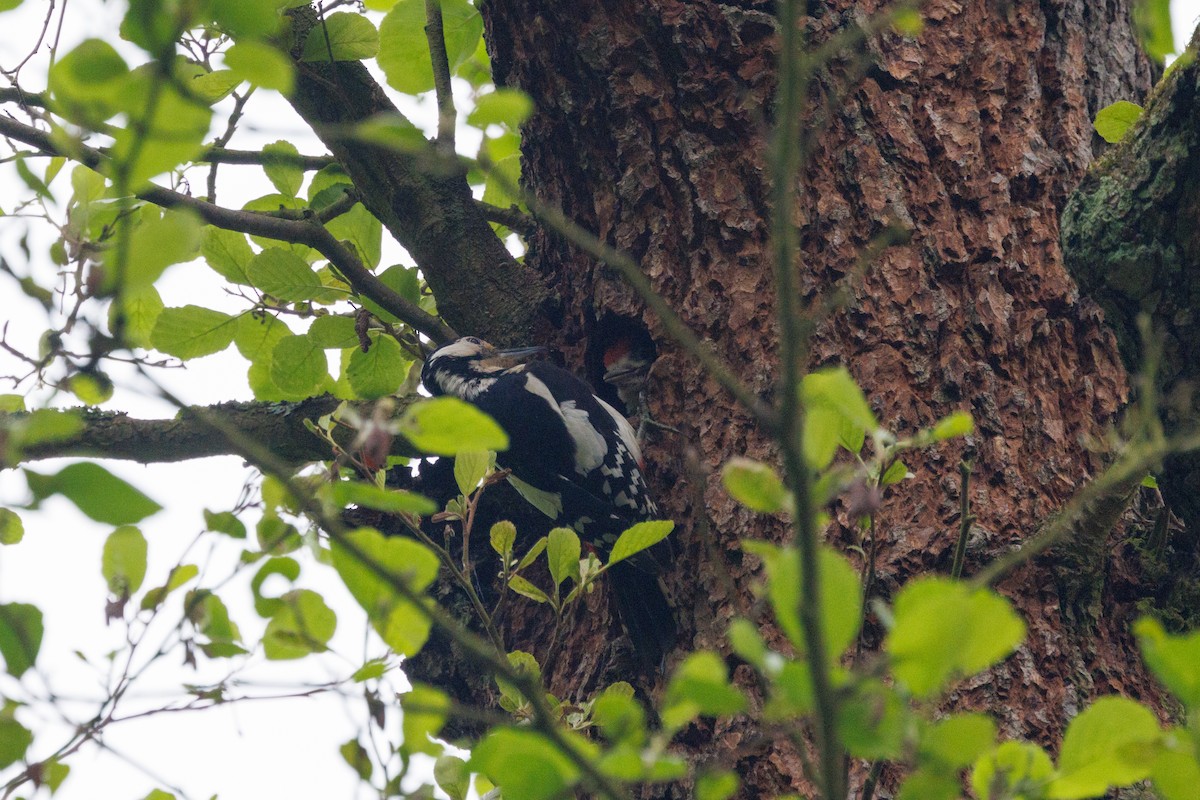 Great Spotted Woodpecker - ML619277621