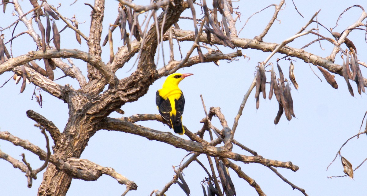 Indian Golden Oriole - ML619277625