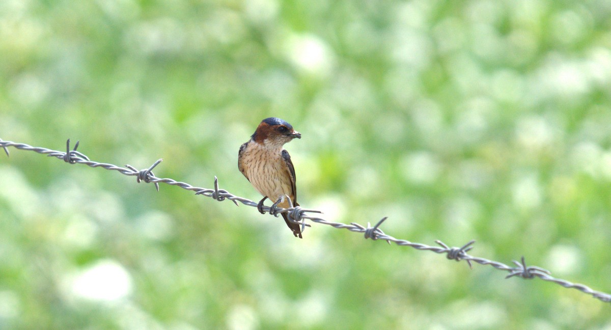 Red-rumped Swallow - ML619277639