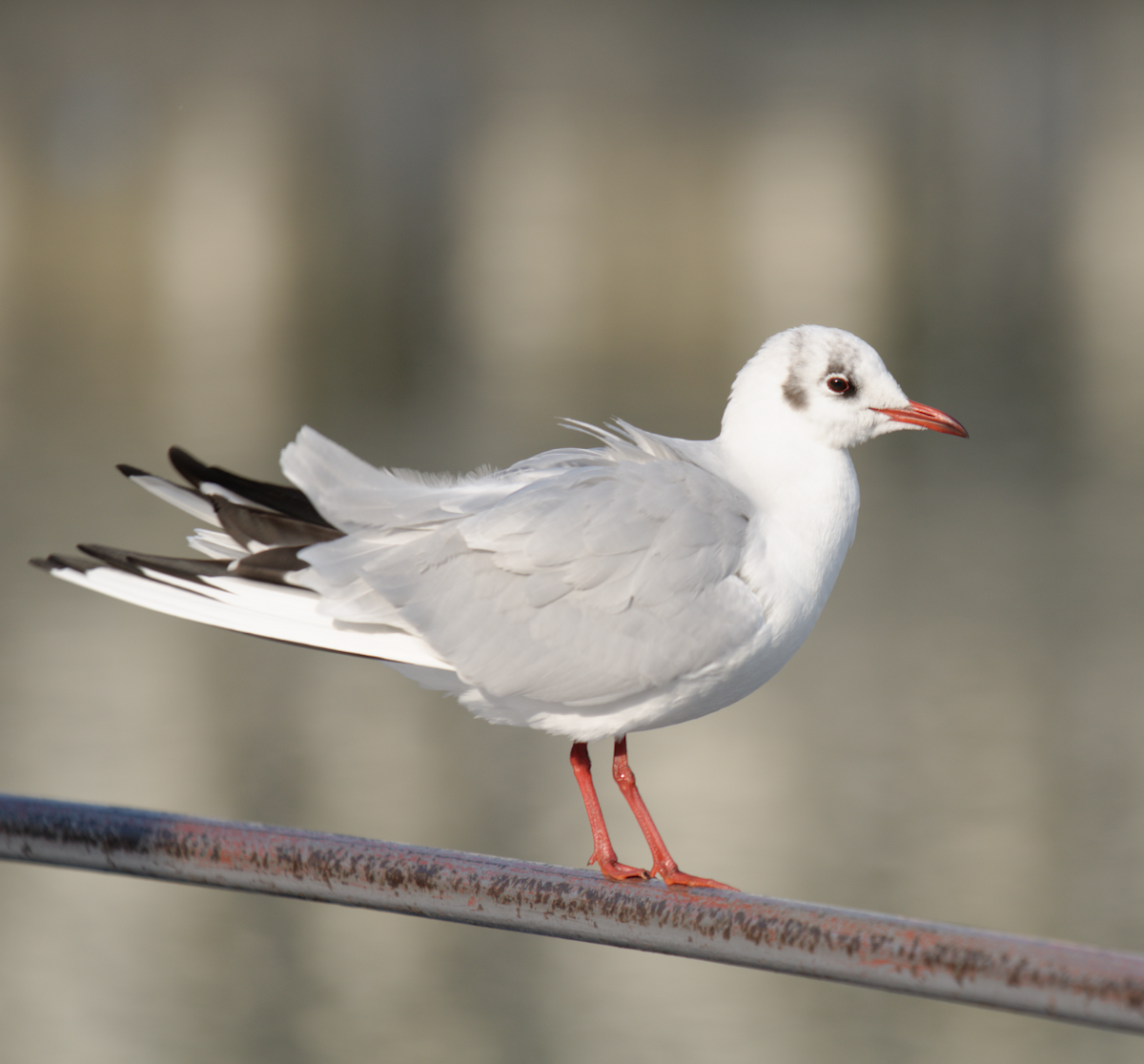 Mouette rieuse - ML619277734