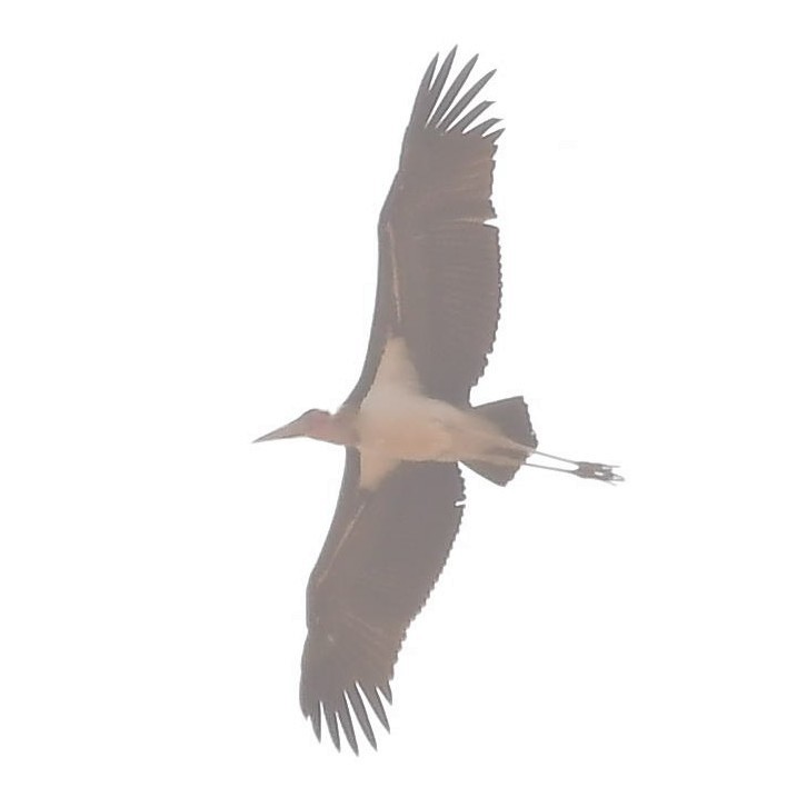 Marabou Stork - ML619277749