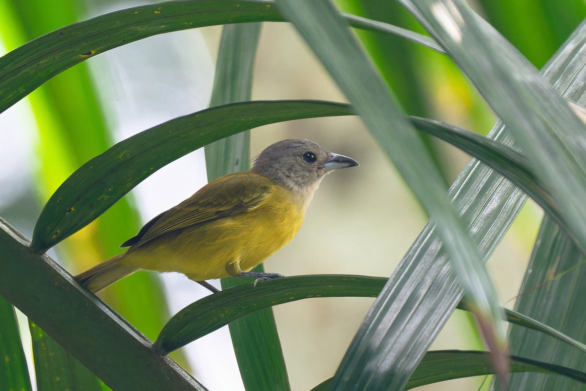 White-shouldered Tanager - ML619277750