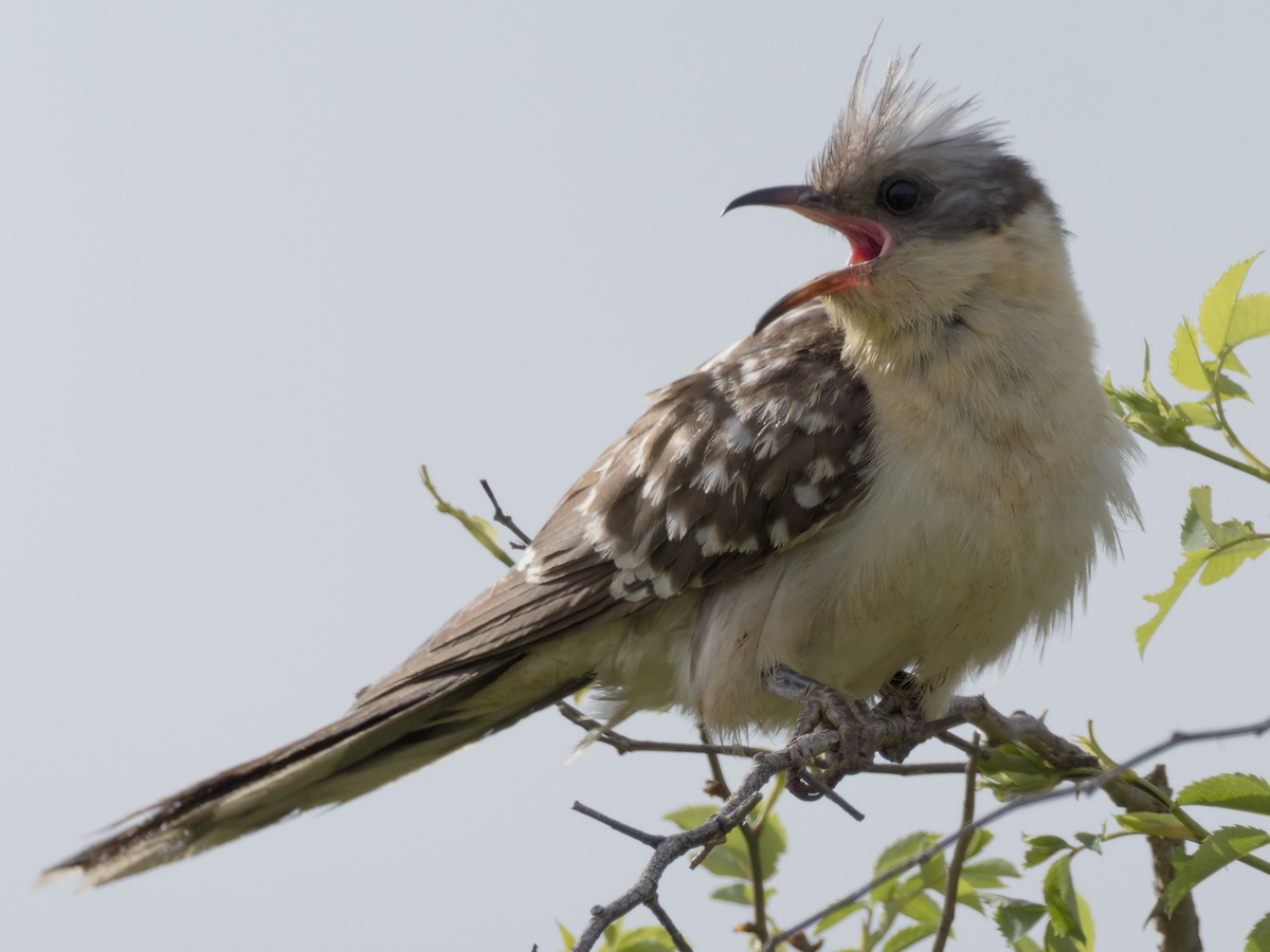 Great Spotted Cuckoo - ML619277781