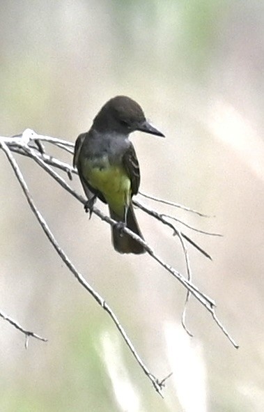 Great Crested Flycatcher - ML619277804