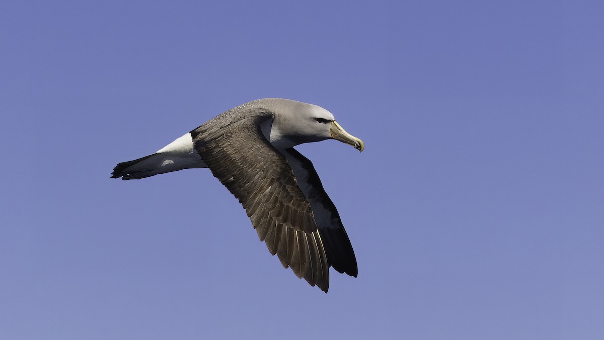 albatros snarský - ML619277825