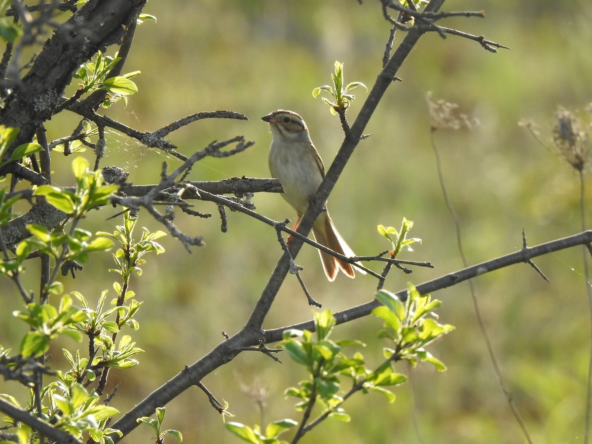 Clay-colored Sparrow - ML619277862
