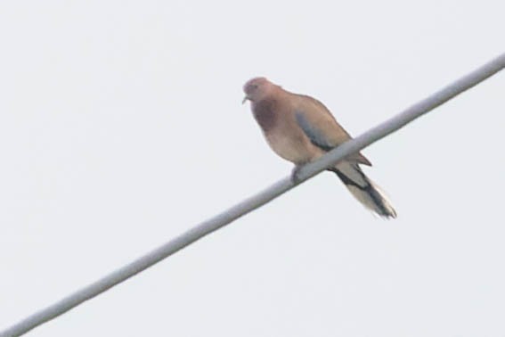 Laughing Dove - ML619277864