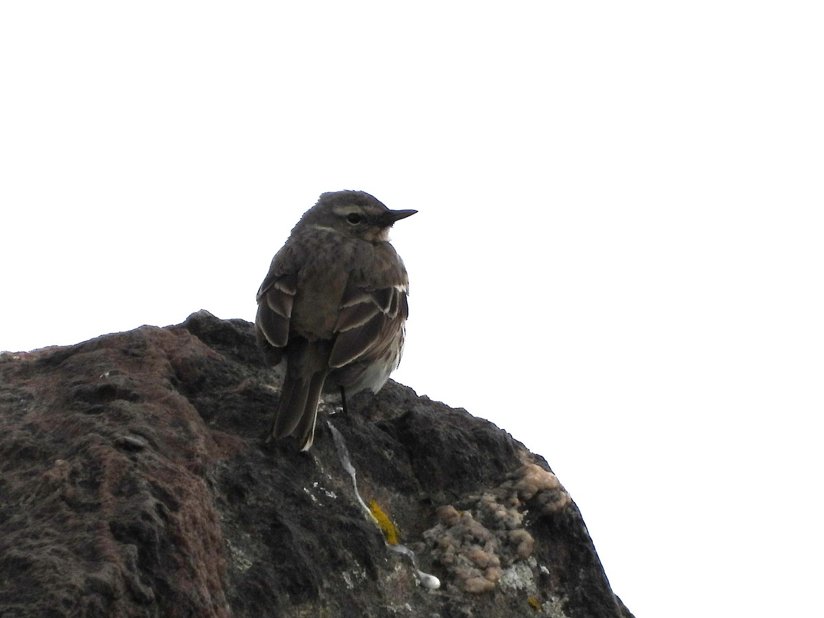 Water Pipit - ML619277866