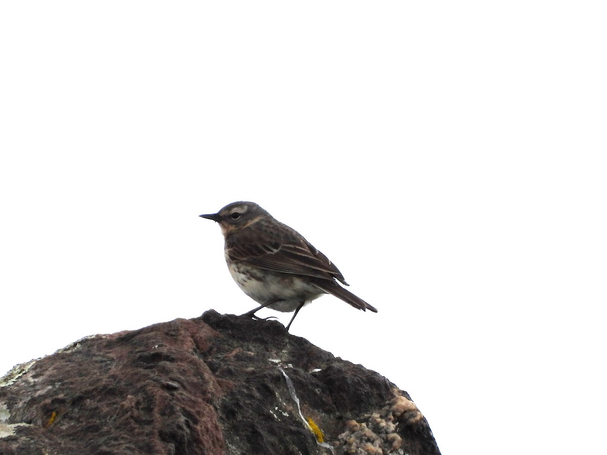 Water Pipit - ML619277884