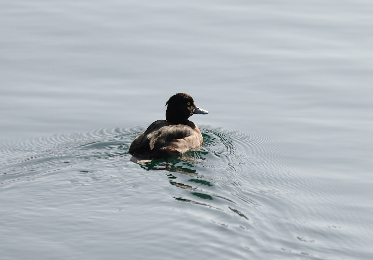 Tufted Duck - ML619277926