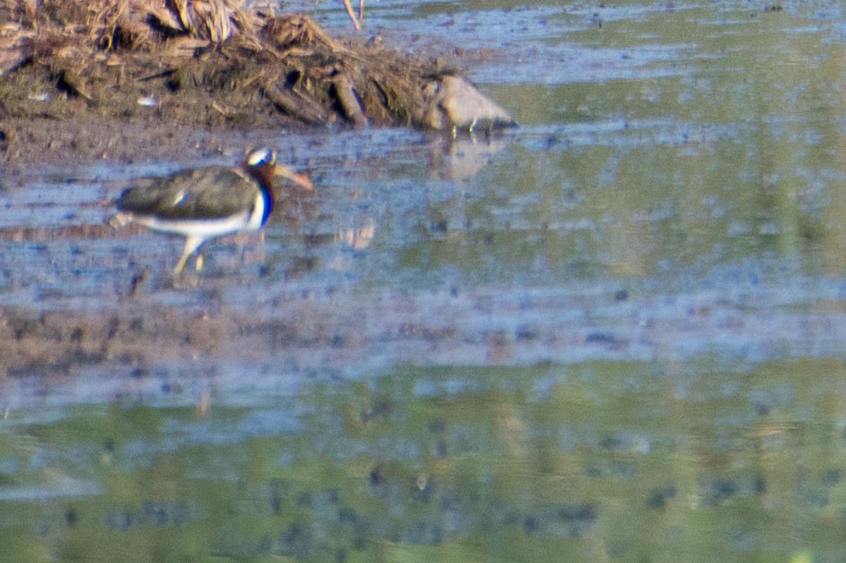 Greater Painted-Snipe - ML619277939