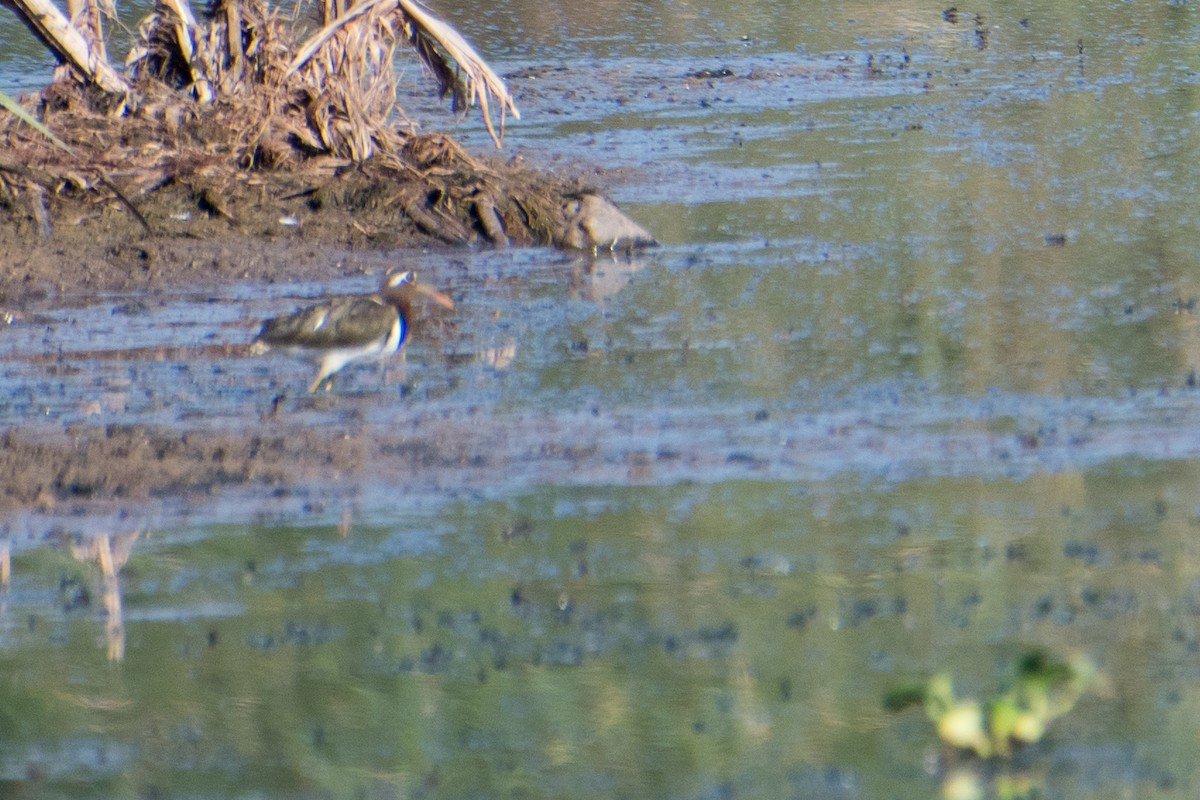 Greater Painted-Snipe - ML619277940