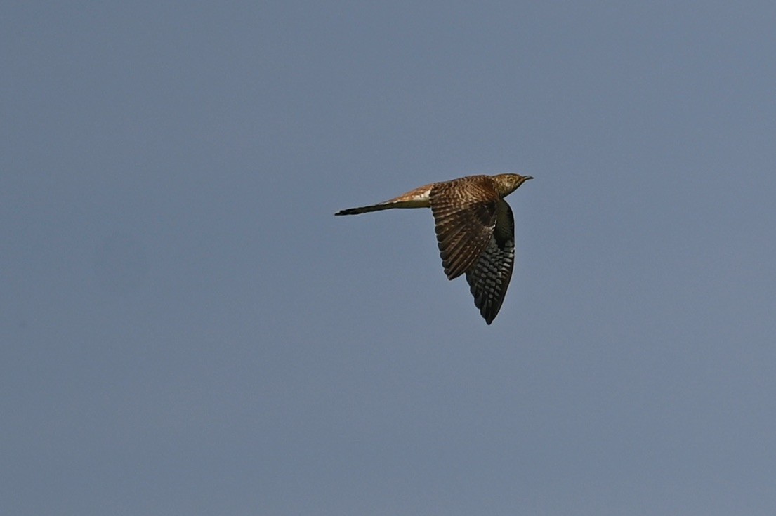 Common Cuckoo - ML619277951