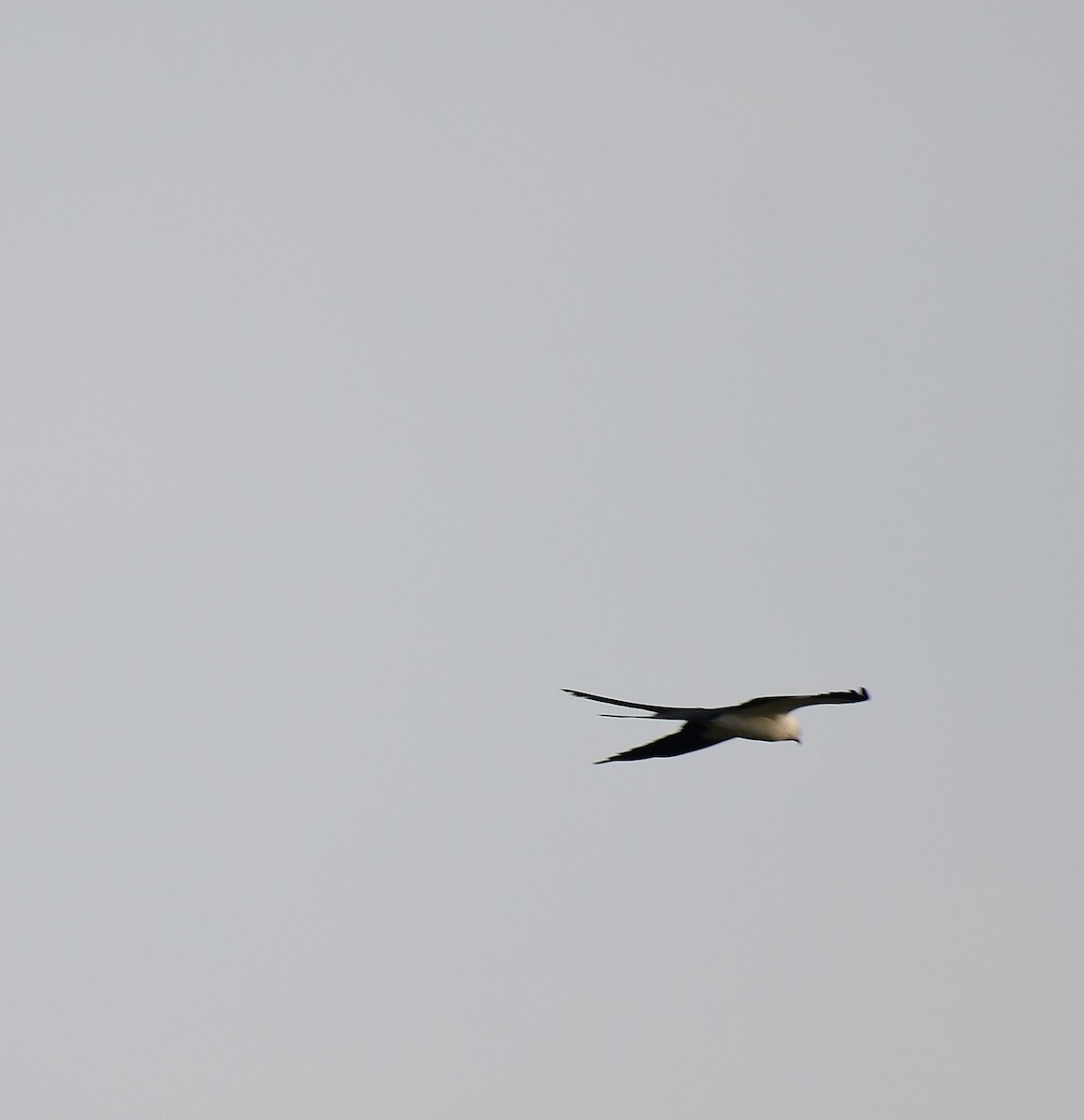 Swallow-tailed Kite - ML619277954