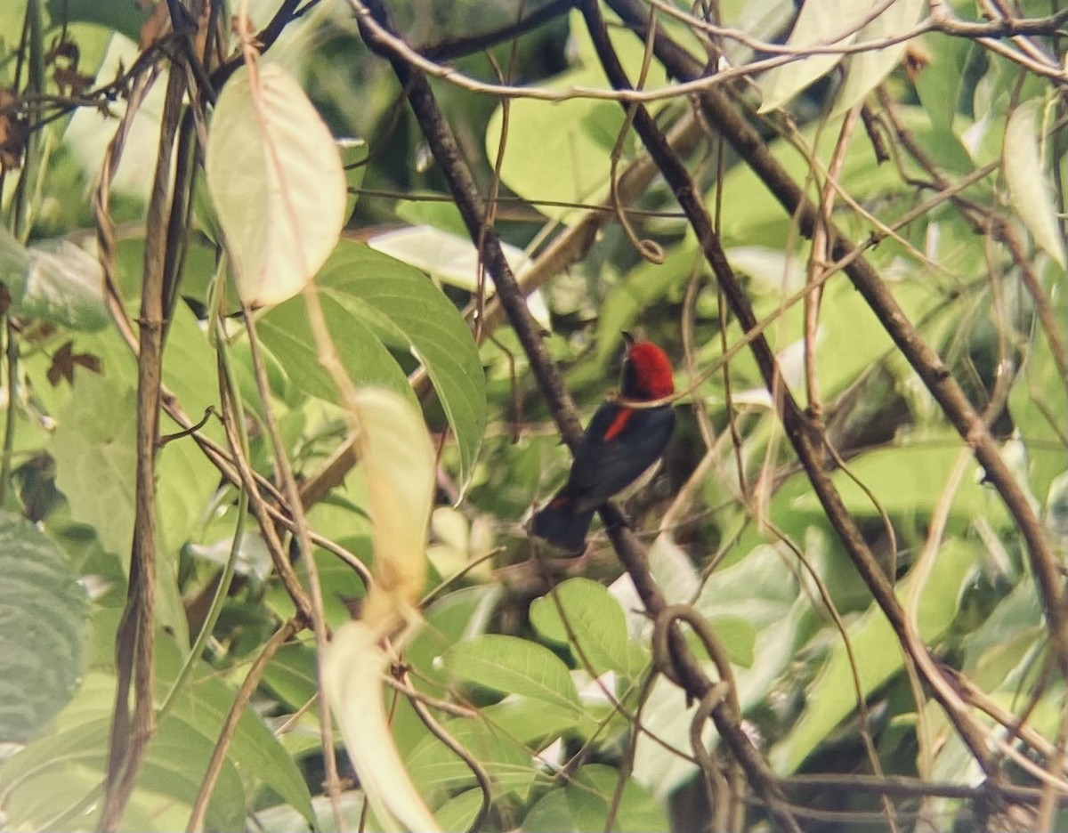 Scarlet-backed Flowerpecker - ML619277981