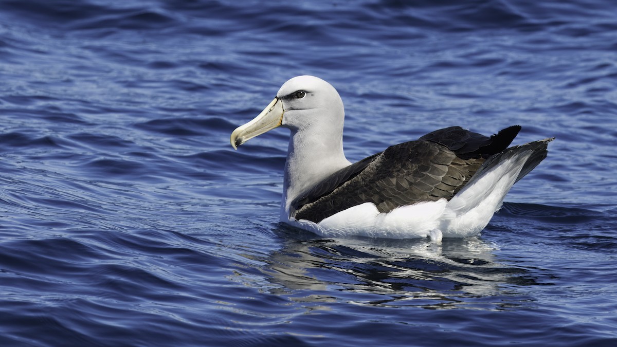 albatros snarský - ML619277986