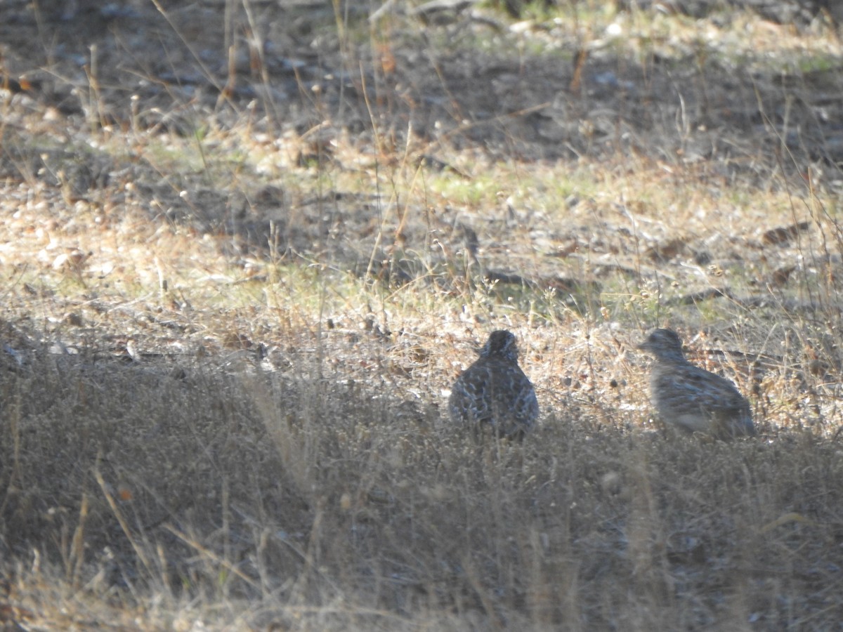 Painted Buttonquail - ML619277987
