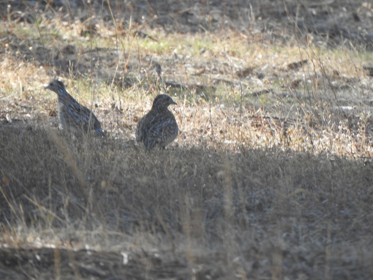 Painted Buttonquail - ML619277989