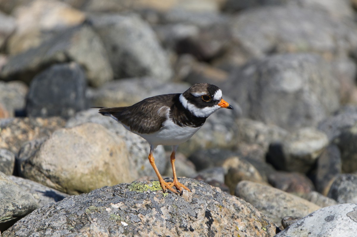 Common Ringed Plover - ML619278004