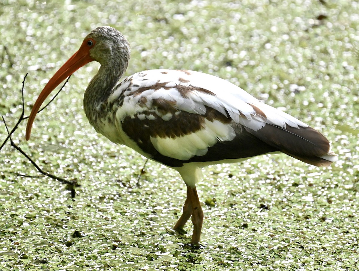 ibis bílý - ML619278036