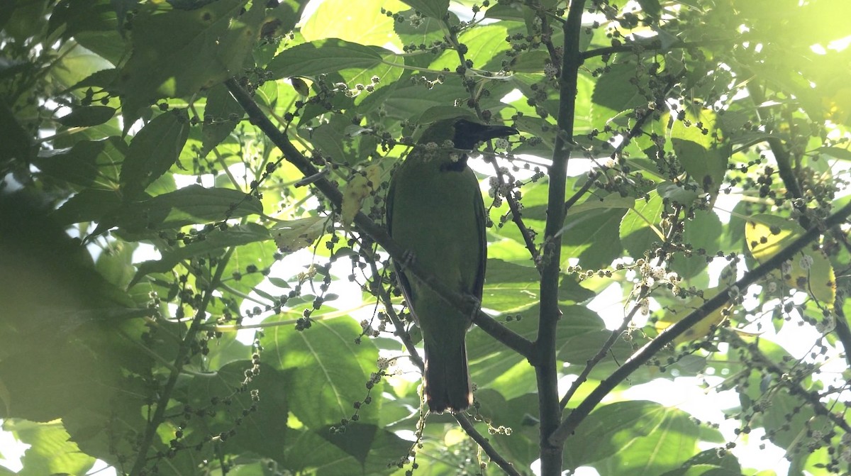 Greater Green Leafbird - ML619278071