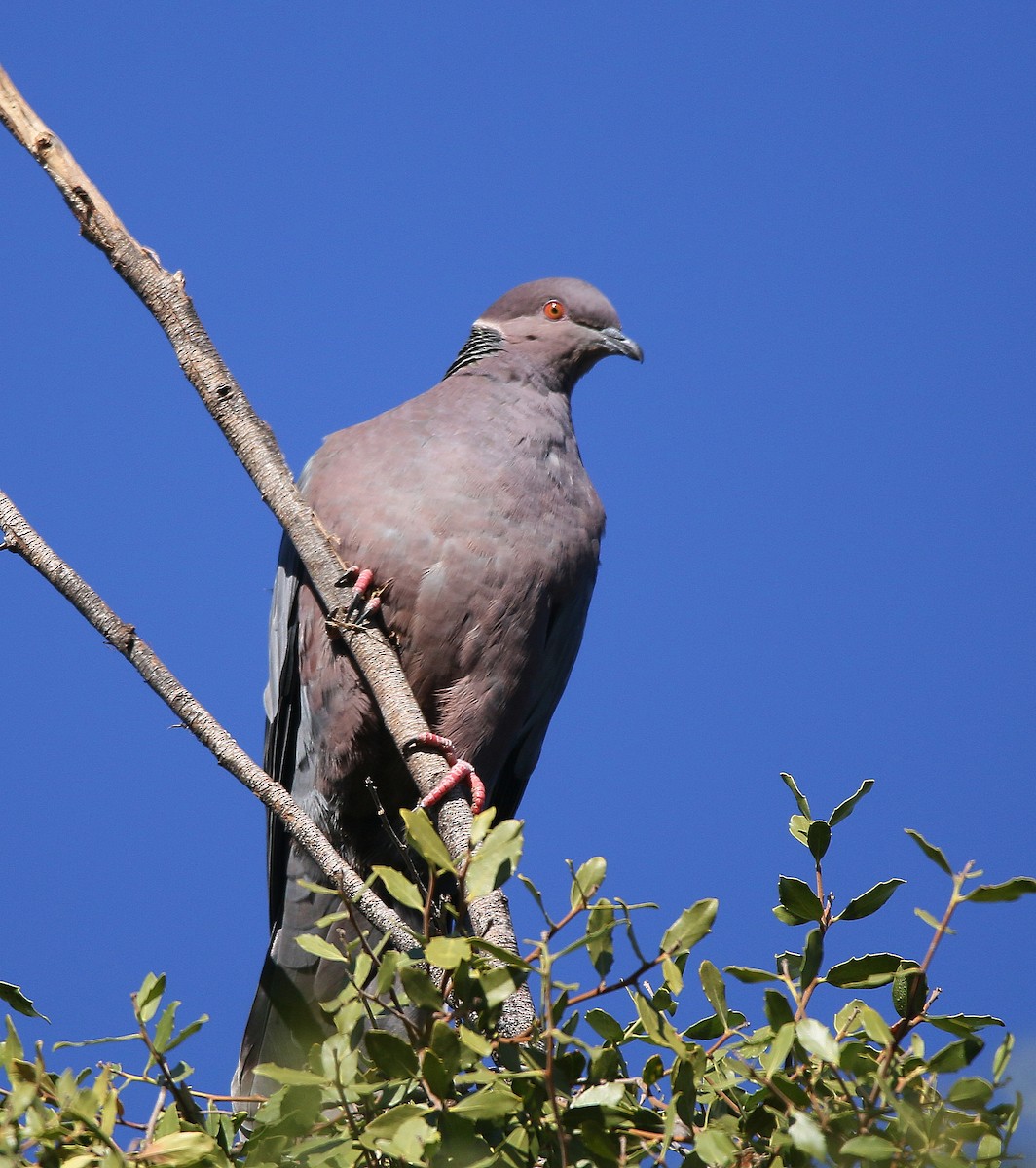 Chilean Pigeon - ML619278208