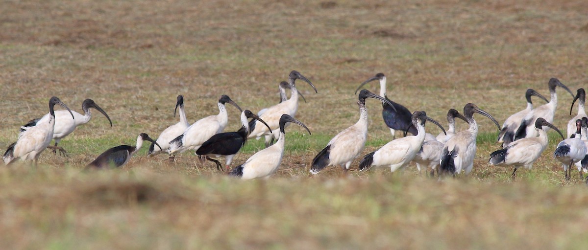 ibis australský - ML619278216