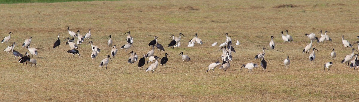 ibis australský - ML619278218