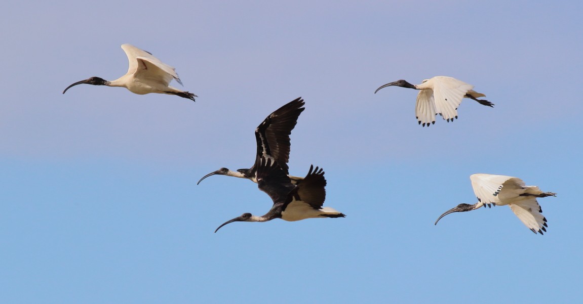 ibis slámokrký - ML619278224