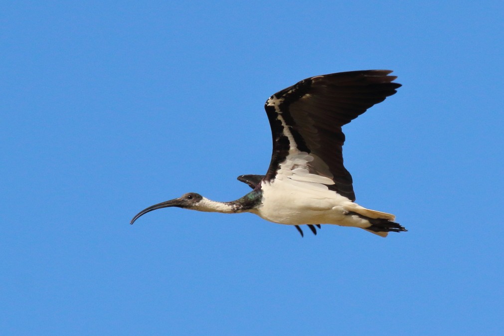 ibis slámokrký - ML619278225