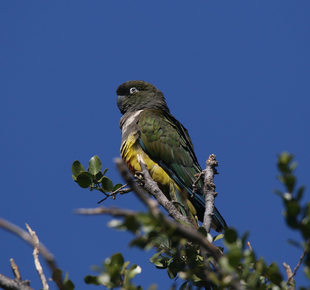 Patagonya Papağanı - ML619278263