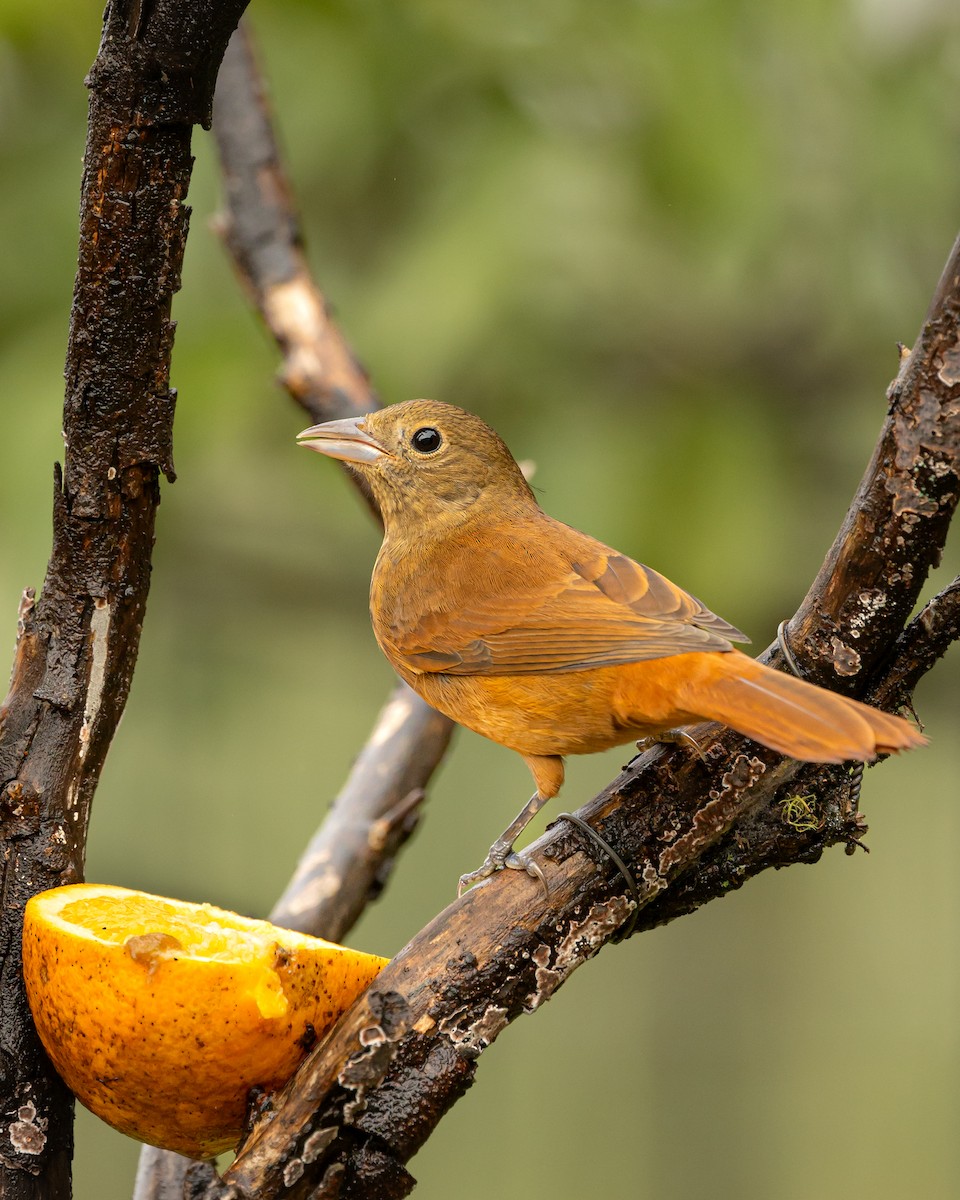 Ruby-crowned Tanager - ML619278287