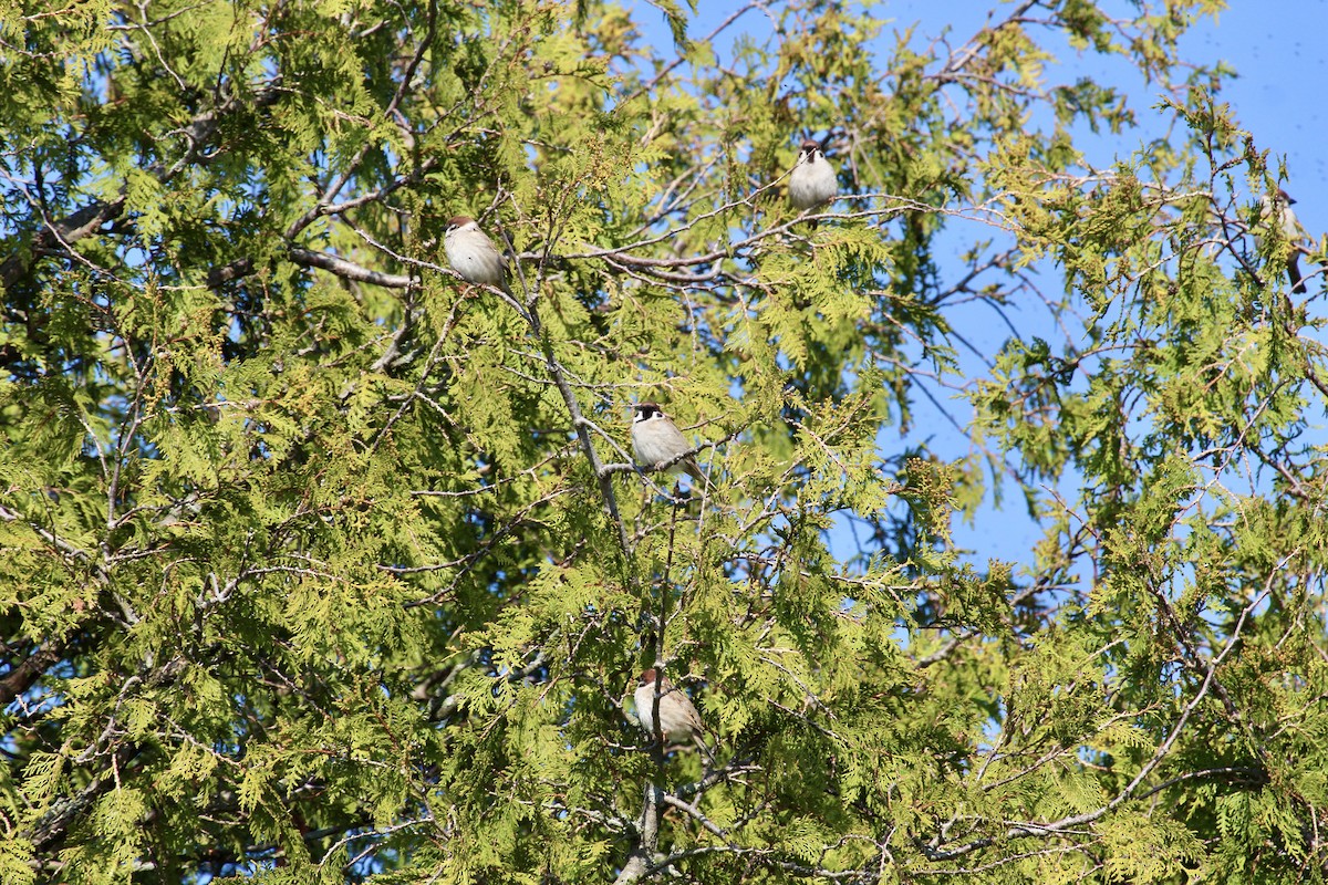 Eurasian Tree Sparrow - ML619278288