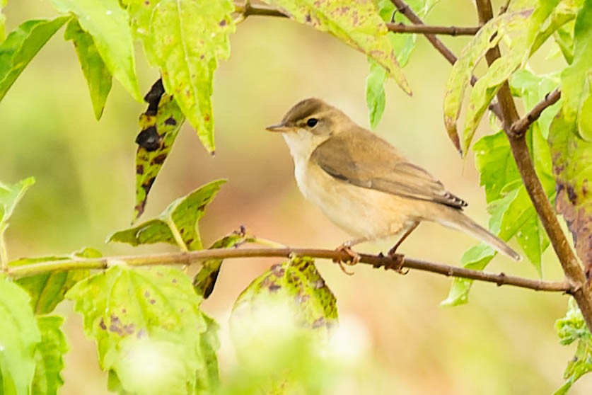 Booted Warbler - ML619278296