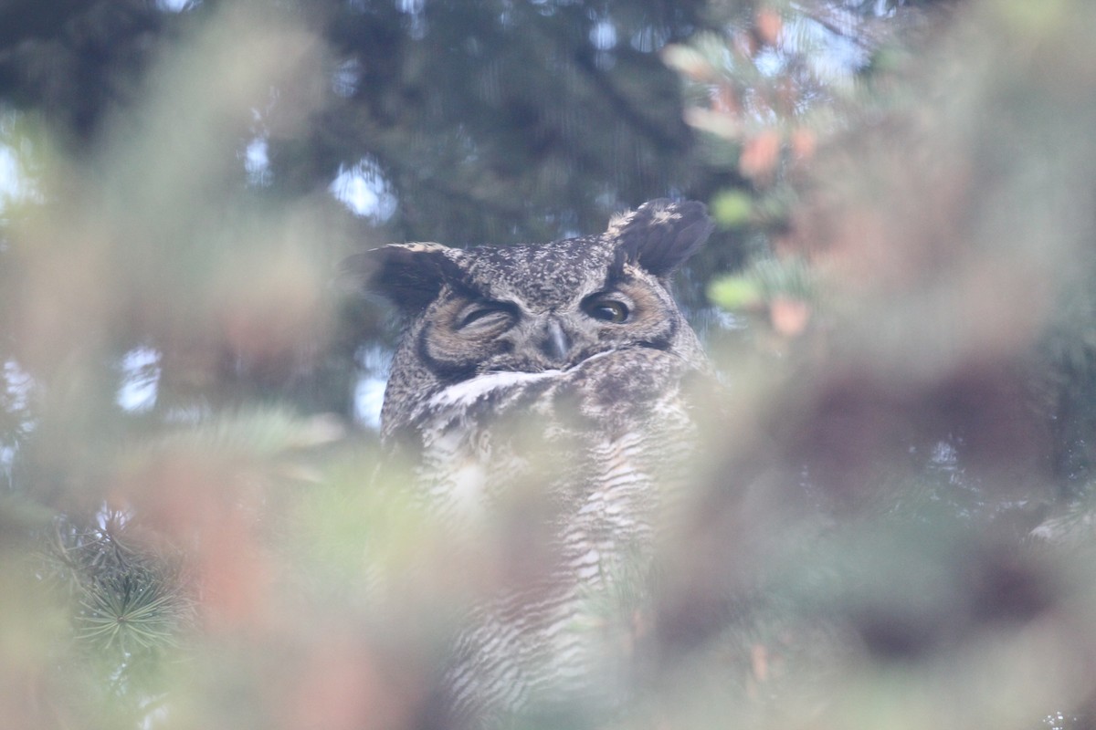 Great Horned Owl - ML619278324