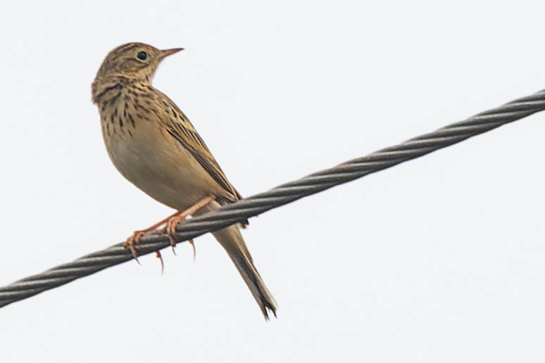 pipit sp. - ML619278377