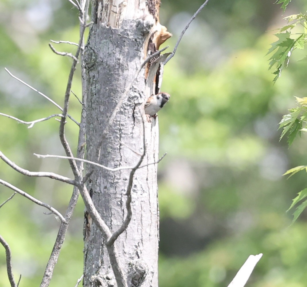 Eurasian Tree Sparrow - ML619278383