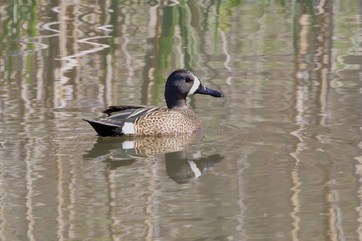 Blue-winged Teal - ML619278387