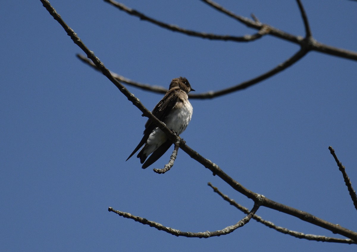 Northern Rough-winged Swallow - ML619278413