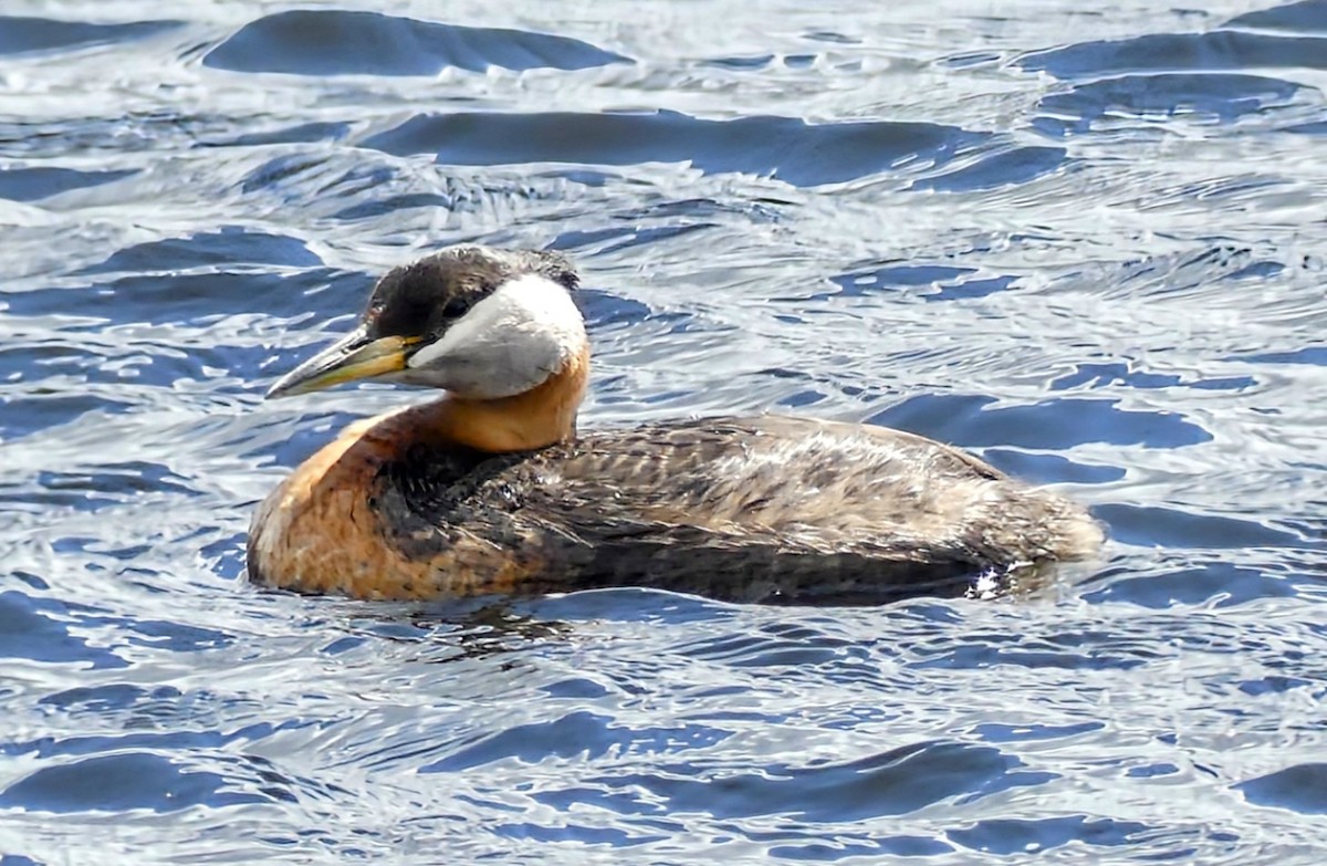 Red-necked Grebe - ML619278449