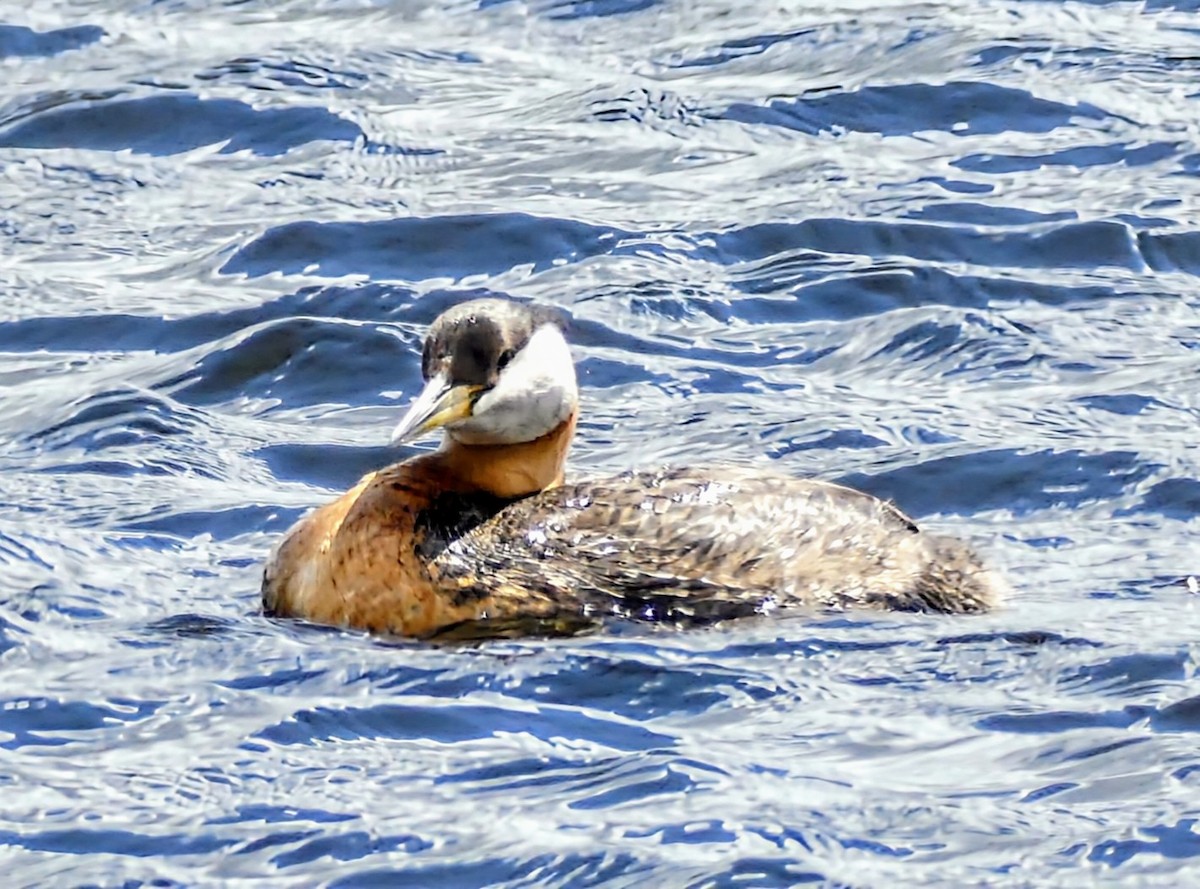 Red-necked Grebe - ML619278450