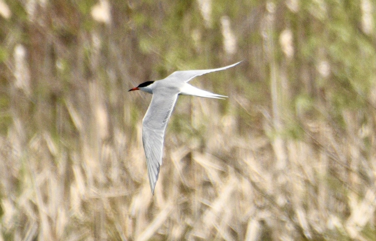 Common Tern - ML619278488