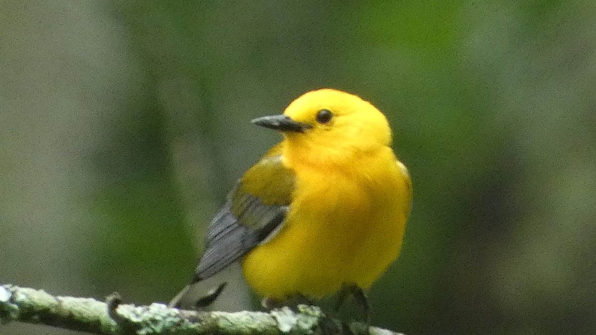 Prothonotary Warbler - ML619278530